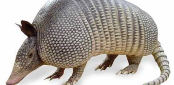 Therapeutic Shamanism: A back Story, One & One and the Armadillo